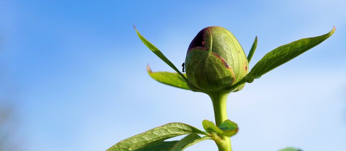 Bloom nature plant