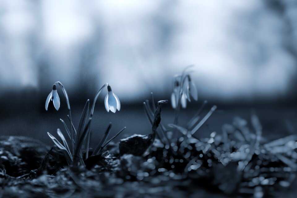 Snowdrops nature plants