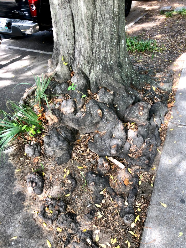 Tree Roots, East Bay Street, South of Broad, Charleston, S… 