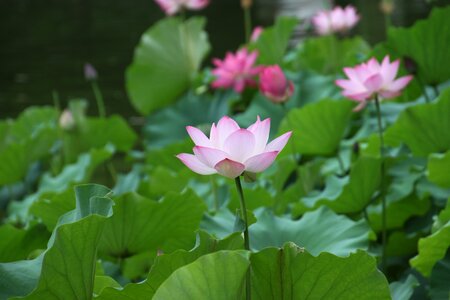 Lotus flower lotus leaf photo
