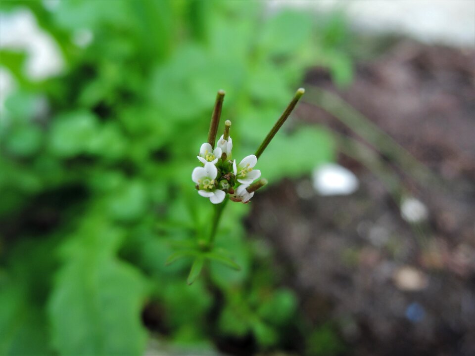 Flower white flowers macro