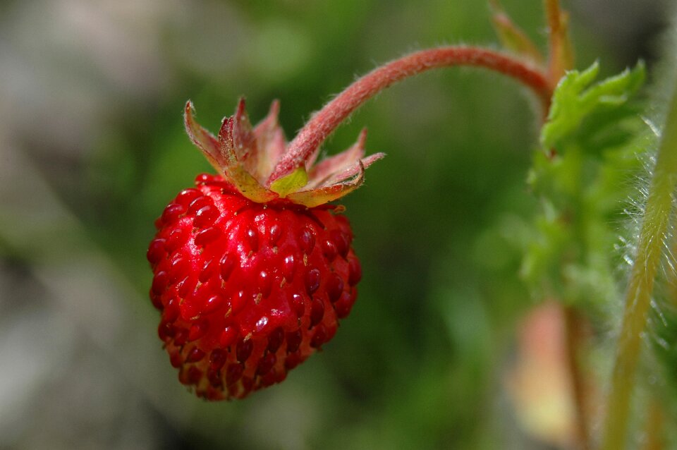 Garden leaf wild strawberry