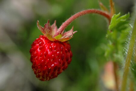 Garden leaf wild strawberry