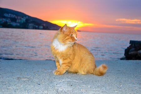 Sweet animal portrait pet