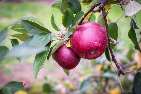 Apple tree fruit autumn photo