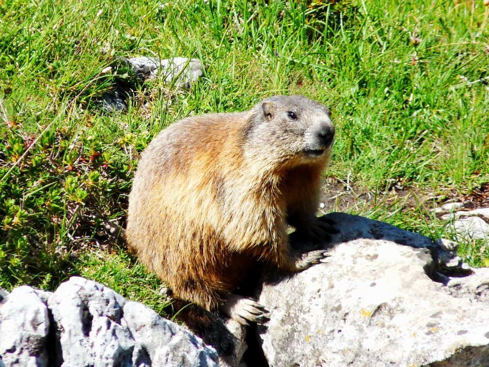 Marmot dachstein mountain meadow