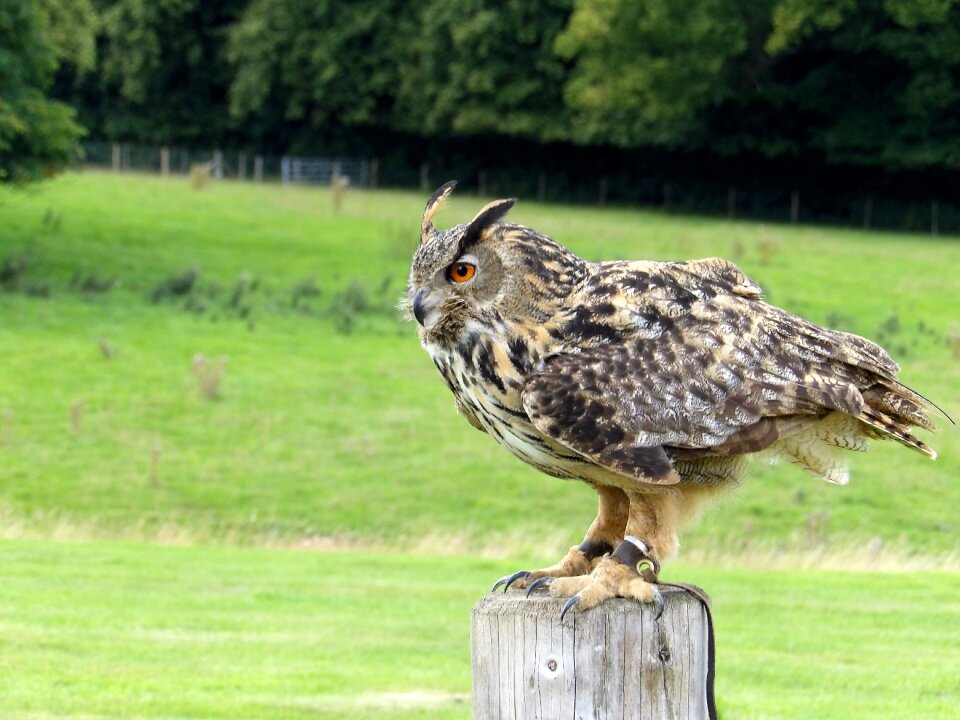 Wildlife eagle animal