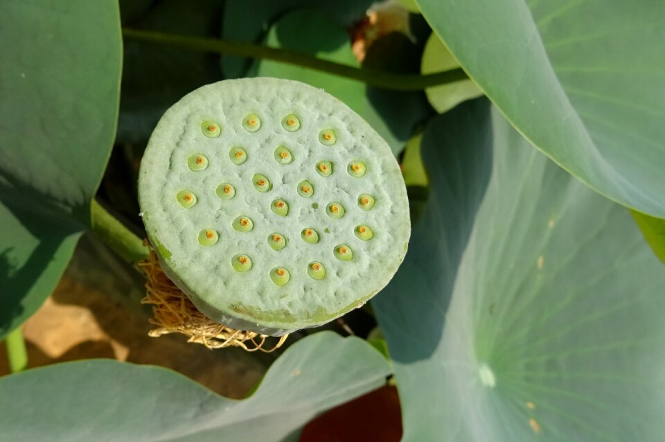 Indian lotus sacred lotus bean of india