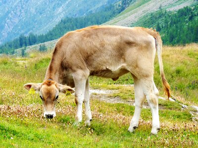 Calf mountain meadow dolomites