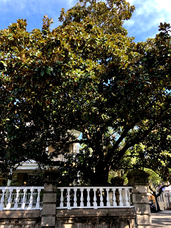 Fence, William Bull House, South of Broad, Charleston, SC 