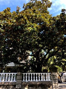 Fence, William Bull House, South of Broad, Charleston, SC 