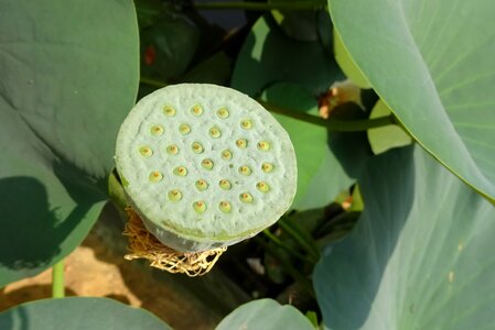 Indian lotus sacred lotus bean of india photo