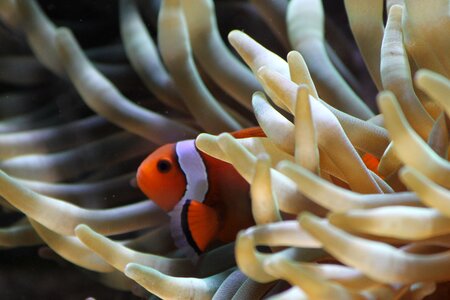 Anemone fish tropical