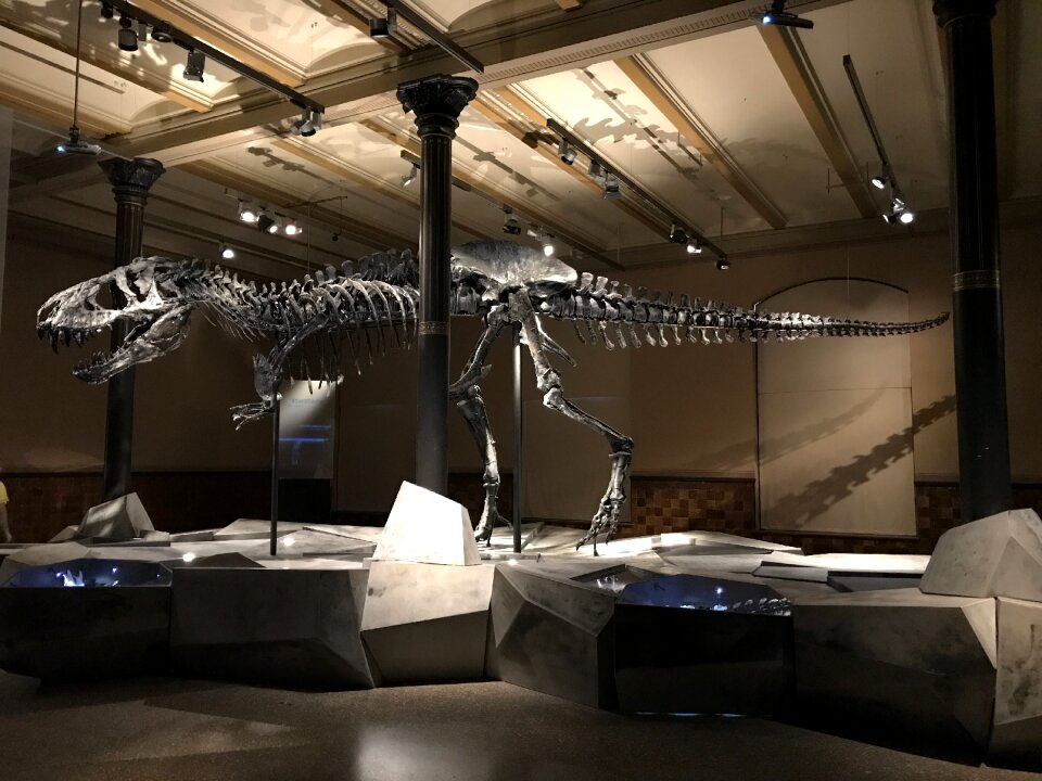 Skeleton evolution nature