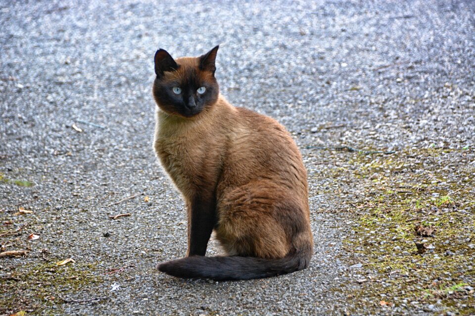Animals animal cat eyes