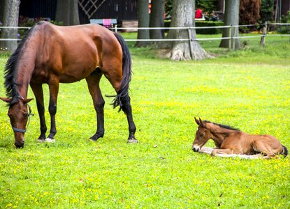 Meadow pasture young animal