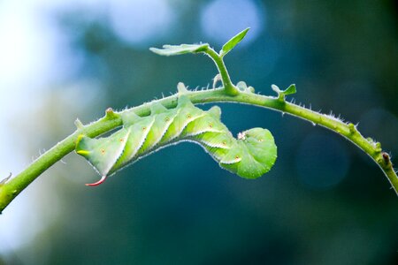 Garden insect worm photo