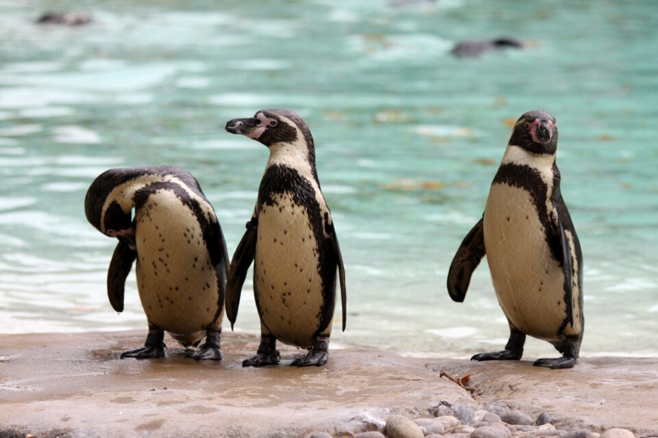 Penguins crested-penguin bird
