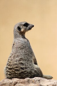 Suricate wildlife brown