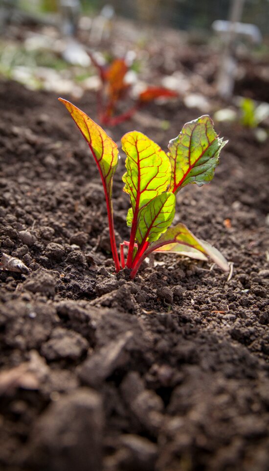 Sprout dirt earth