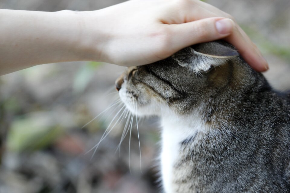 Close street kitty