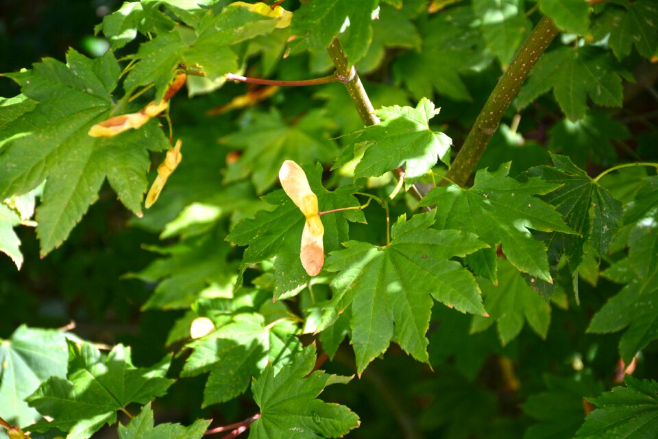 Closeup leaf branch