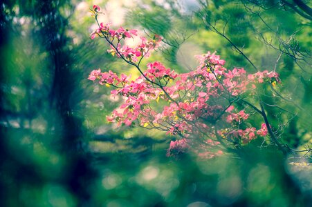 Arboretum plant japan