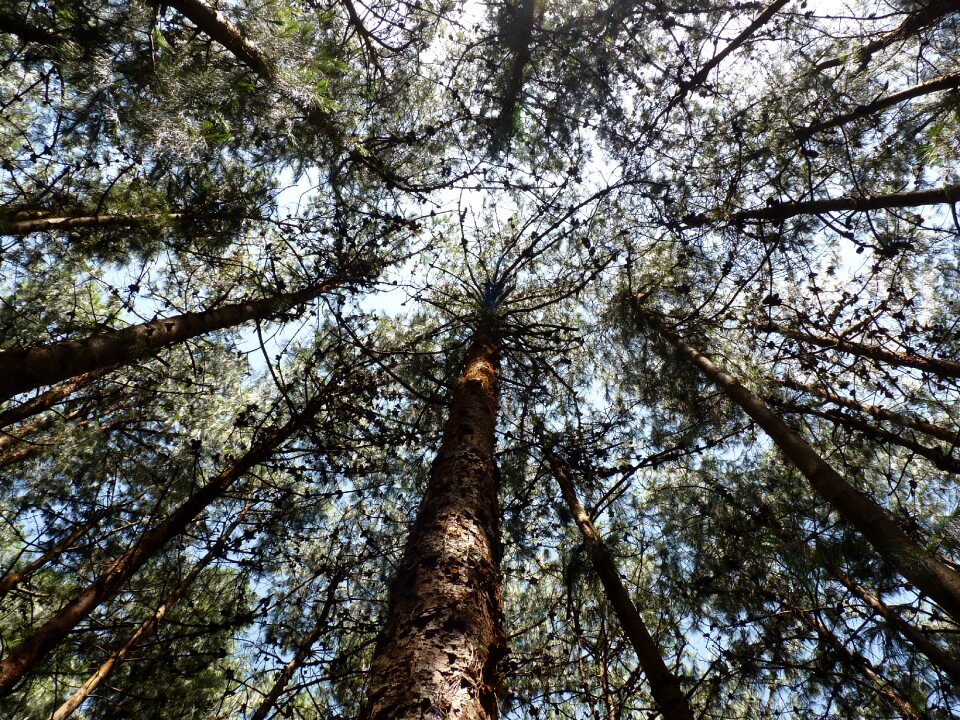 Canopy travel outdoor