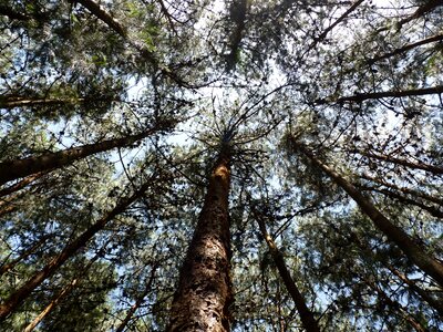 Canopy travel outdoor