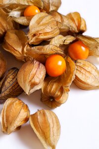 Fruit south america nightshade