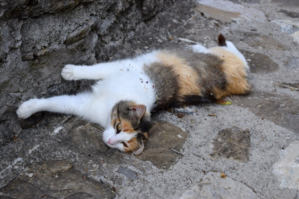 Pet rest fauna