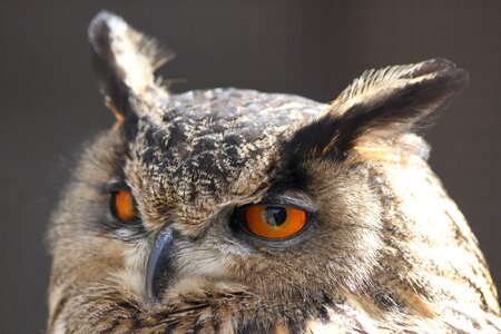 Owl screech-owl up-close photo