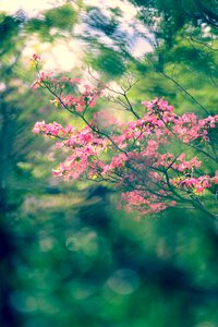 Arboretum plant japan