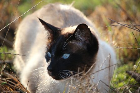 Breed cat blue eye mieze photo