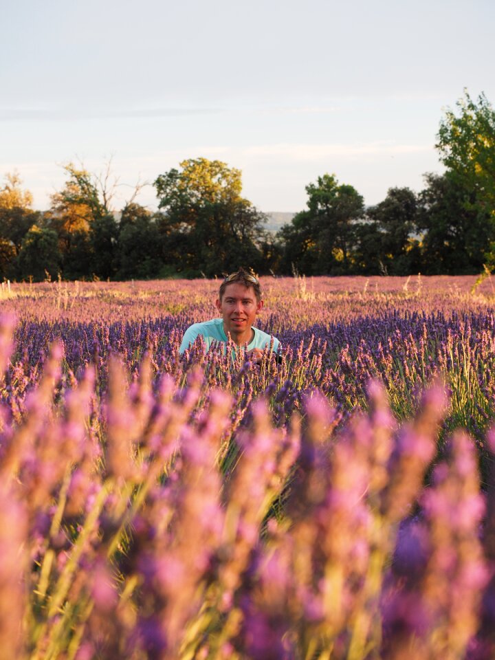 Blütenmeer lavender field lavender