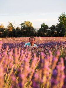 Blütenmeer lavender field lavender photo