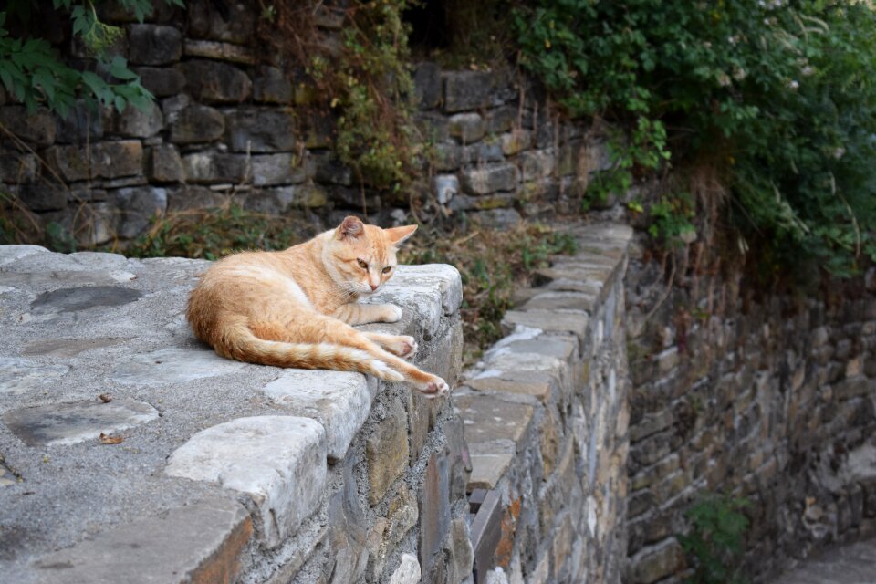Pet rest fauna