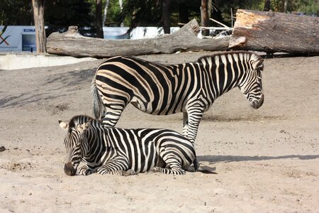 Zebra zoo wroclaw