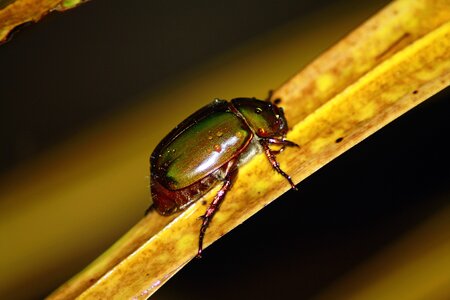 Animal black sting photo