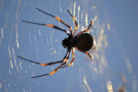 Spider web arachnid photo