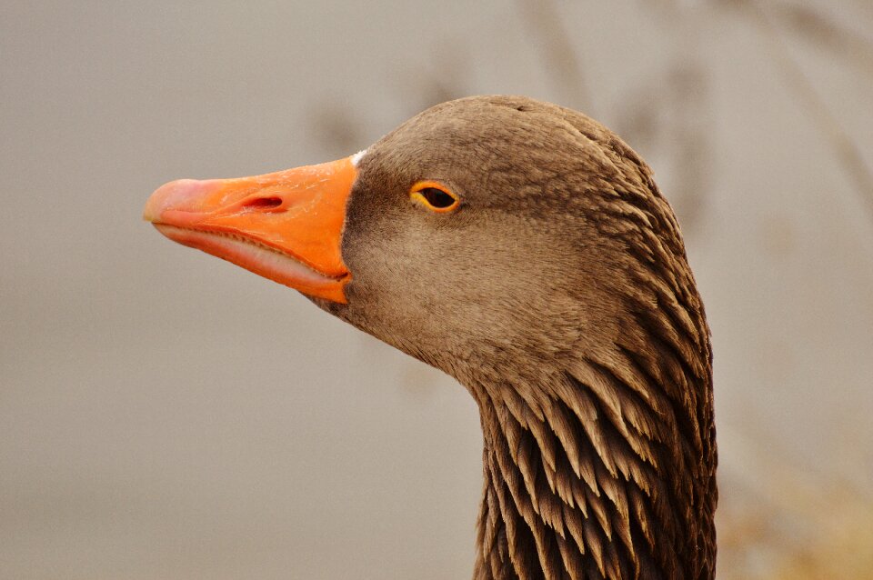 Water bird poultry bill