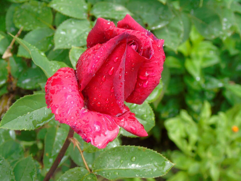 Rose flower rosa