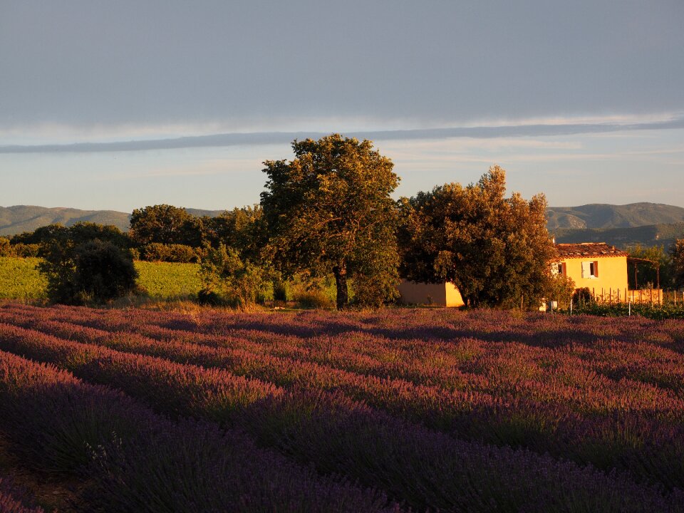 Lavender flowers violet lavender cultivation