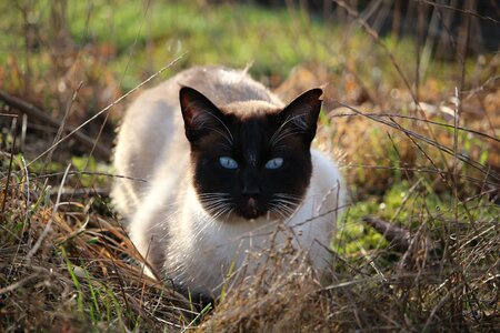 Blue eye cat's eyes grass photo
