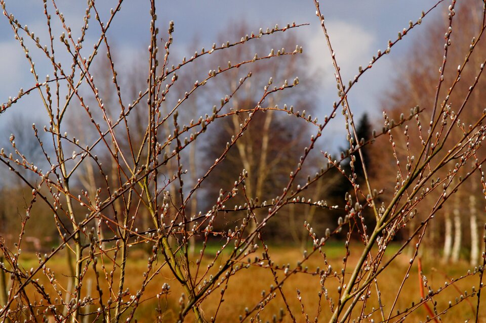 Fluffy nature bush