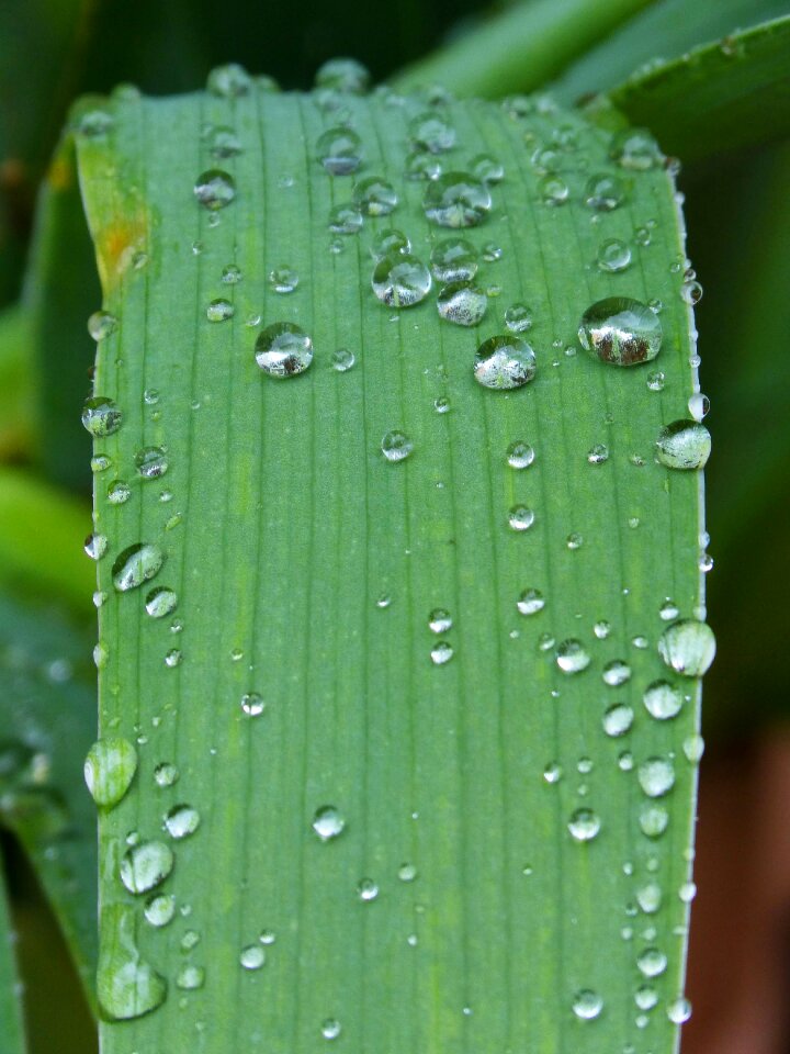 Rocio moisture detail