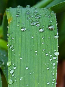 Rocio moisture detail