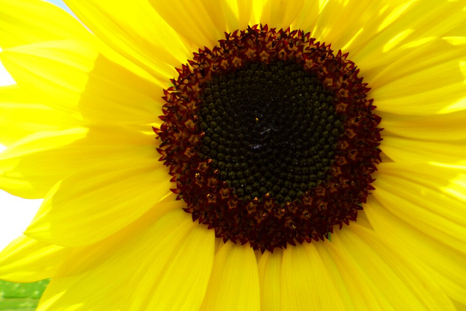 Nature sunflowers yellow flower