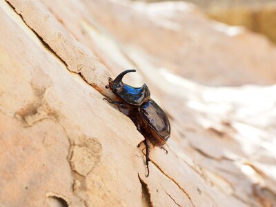 Oryctes nasicornis leaf horn beetle scarabaeidae particularly protected animal photo