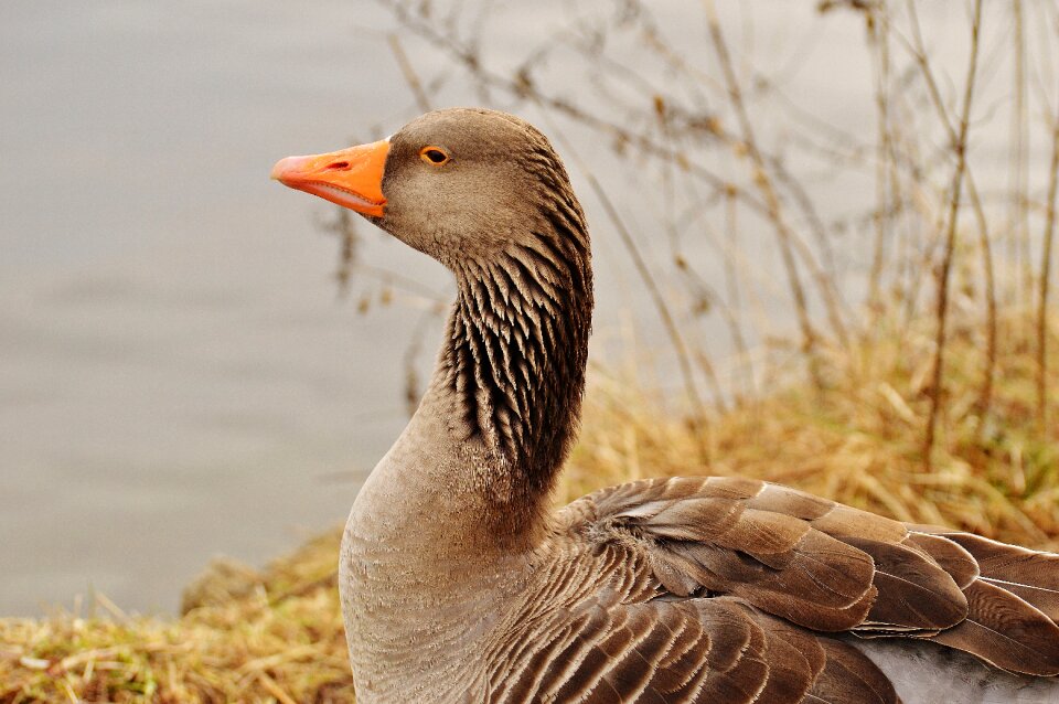 Water bird poultry bill